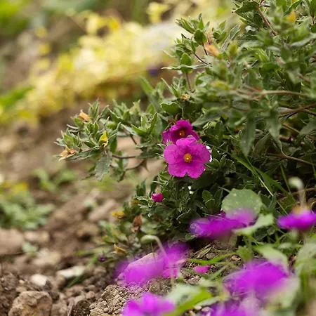 Lejlighed Pierside Deluxe *